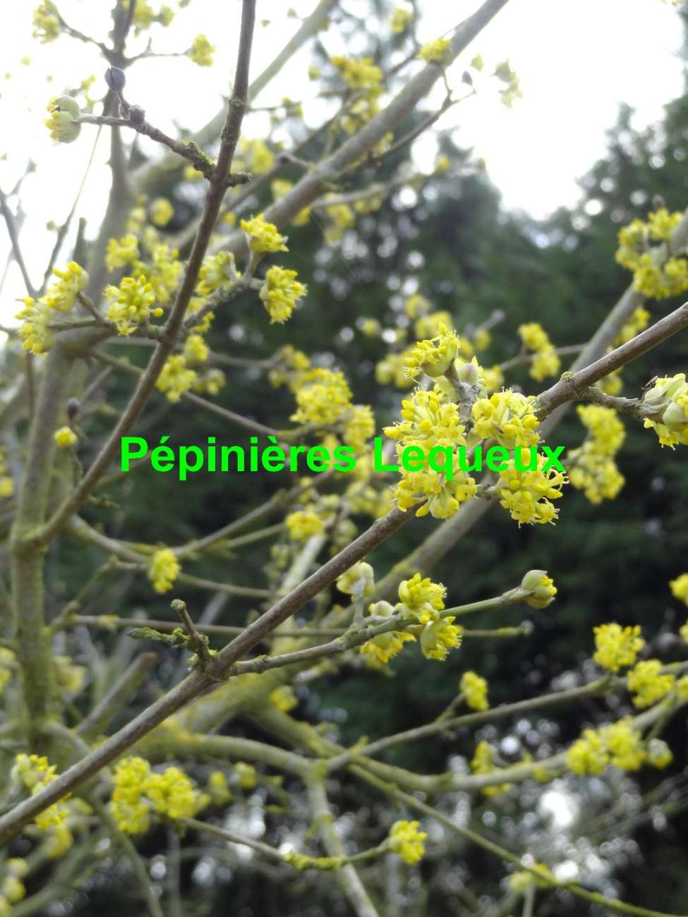 CORNUS TIGE